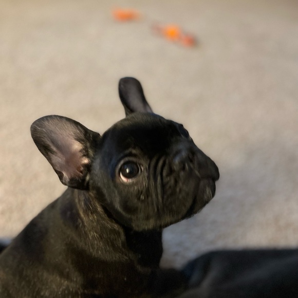 Meet your Posher, Dan - Picture 4 of 7